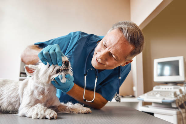 Best Walk-In Emergency Dental Services in Highland Park, NJ